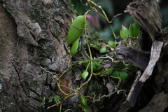 Dendrobium pugioniforme