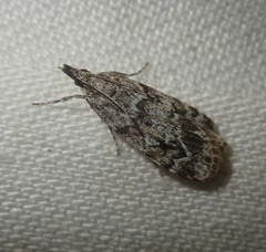 Scoparia pyralella