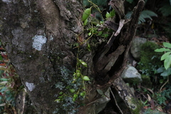 Dendrobium pugioniforme