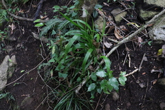 Paspalum mandiocanum
