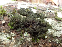 Collema nigrescens