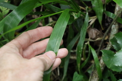 Paspalum mandiocanum