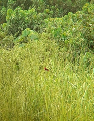 Pyrenestes sanguineus