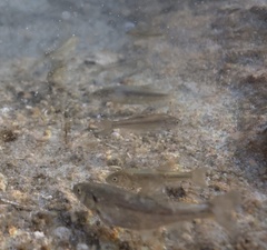 Siphateles boraxobius