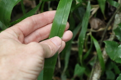 Paspalum mandiocanum