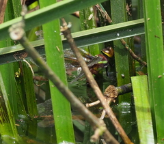 Anaciaeschna martini