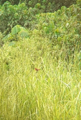 Pyrenestes sanguineus