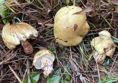 Tricholoma intermedium