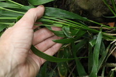 Paspalum mandiocanum