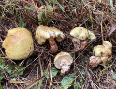 Tricholoma intermedium