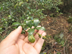 Palicourea boqueronensis