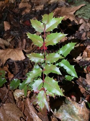 Berberis aquifolium