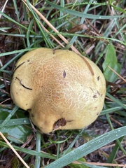 Tricholoma intermedium
