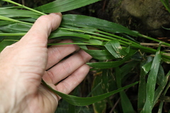 Paspalum mandiocanum