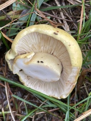 Tricholoma intermedium
