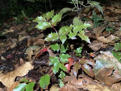 Berberis aquifolium