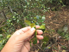 Palicourea boqueronensis