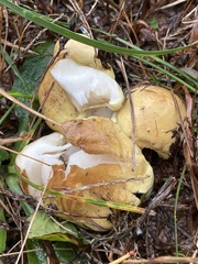 Tricholoma intermedium