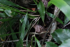 Paspalum mandiocanum
