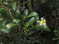 Palicourea boqueronensis