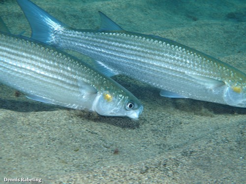 Golden Grey Mullet