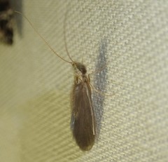 Lasiocephala basalis
