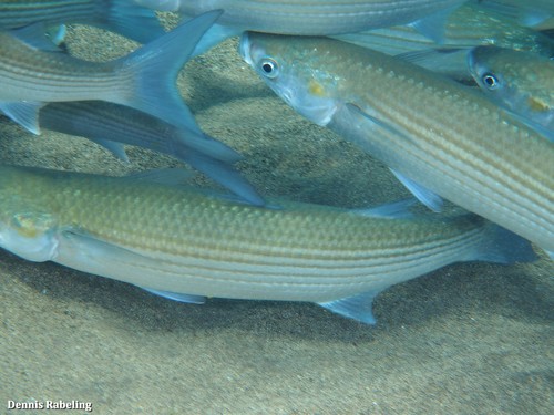 Golden Grey Mullet