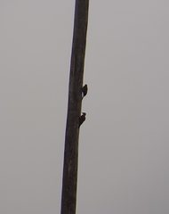 Chloropicus pyrrhogaster