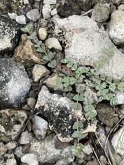 Euphorbia deltoidea serpyllum