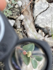 Euphorbia deltoidea serpyllum