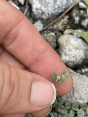 Euphorbia deltoidea serpyllum