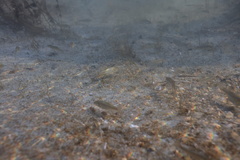 Siphateles boraxobius