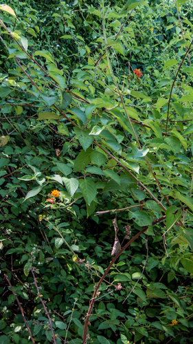 Lantana hirsuta, photograph 1