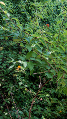 Lantana hirsuta, photograph João D'Andretta, CC BY, iNaturalist via GBIF
