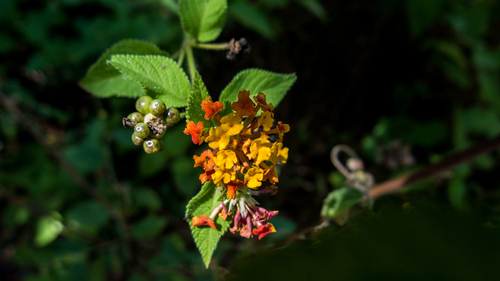Lantana hirsuta, photograph 2