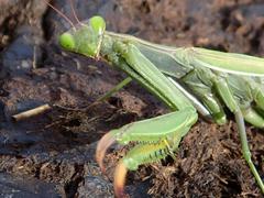 Mantis religiosa religiosa