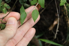 Ozothamnus bidwillii