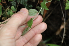 Ozothamnus bidwillii