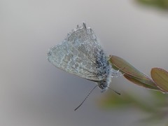 Theclinesthes albocincta