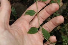 Ozothamnus bidwillii