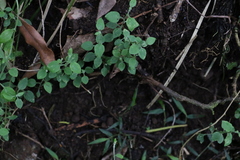 Ozothamnus bidwillii