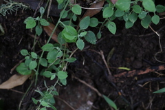 Ozothamnus bidwillii