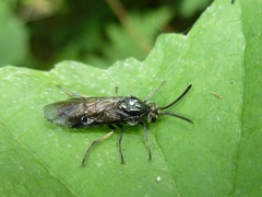 Arge ciliaris