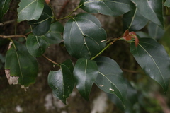 Cryptocarya foveolata