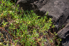 Blutaparon portulacoides