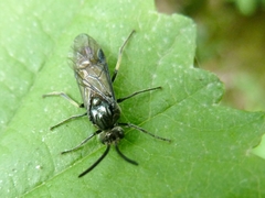 Arge ciliaris