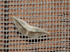 Arcobara tergeminaria
