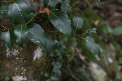 Cryptocarya foveolata