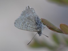Theclinesthes albocincta