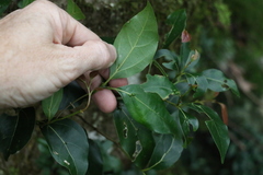 Cryptocarya foveolata